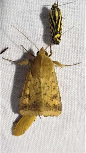 Réf. 255 250 : Helicoverpa armigera